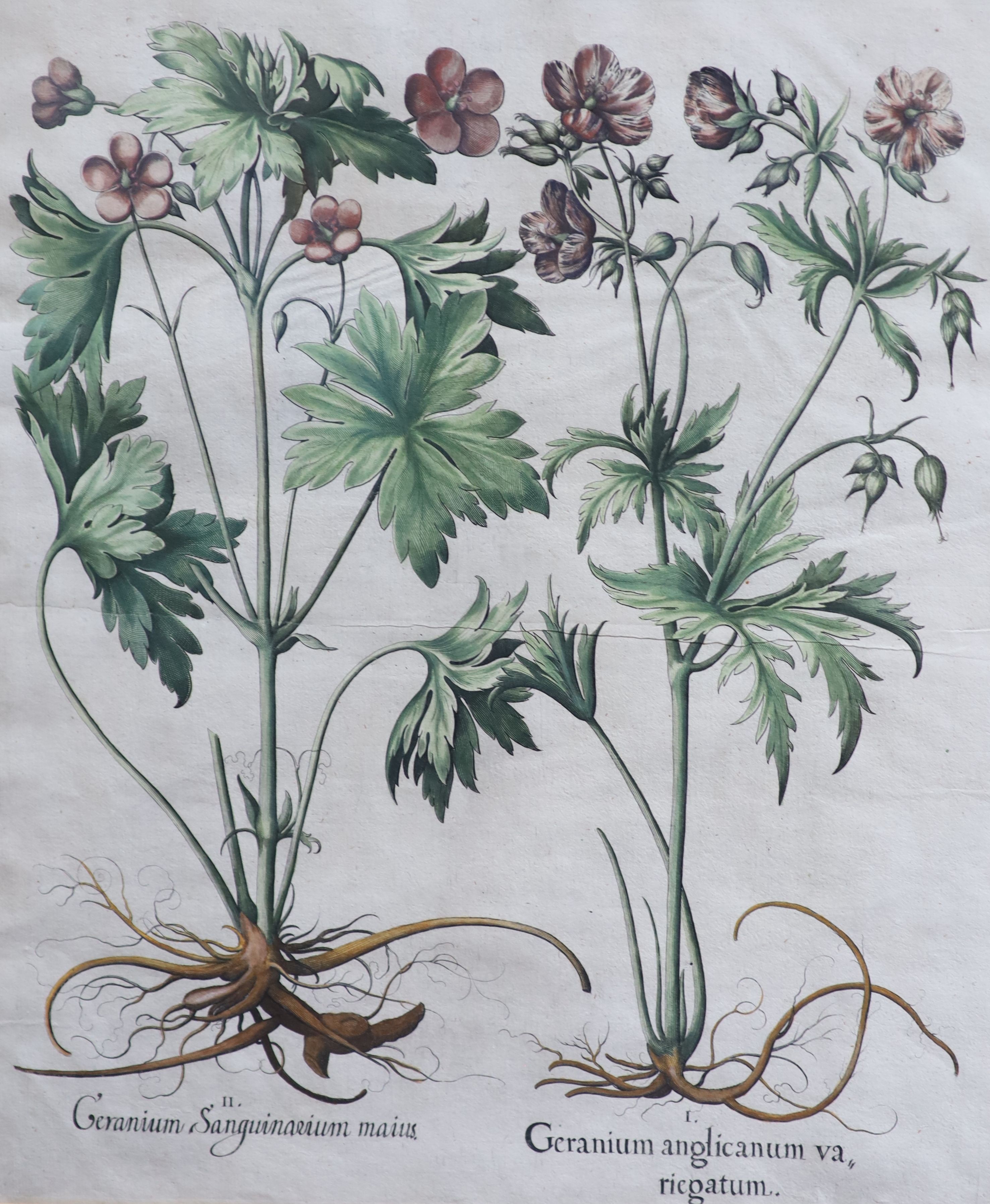 Basilius Baseler (1561-1629), Geranium Sangui narium, Geranium Muscatum in odorum, Geranium Sanguinarium maius and Geranium Muscatum odoratum from Hortus Eysettensis, four coloured engravings laid on paper, 49 x 41cm.